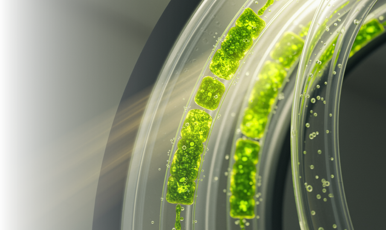 Cultivating Future Resources: Resource Production by Photosynthetic Microorganisms
