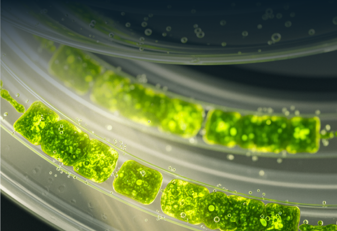 Cultivating Future Resources: Resource Production by Photosynthetic Microorganisms